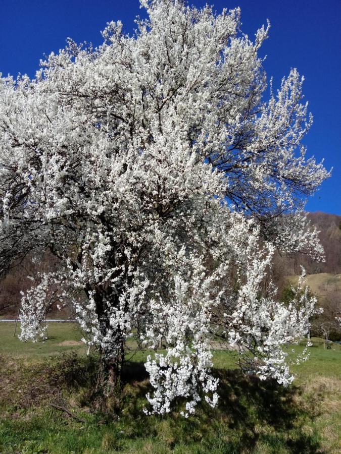 Penzion Pocitniska Hisa Pologar Tolmin Exteriér fotografie